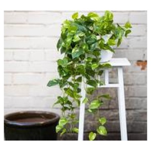 104Cm Pothos Bush Hanging Artificial Plant Green