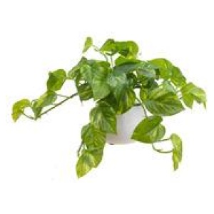 30Cm Pothos Artificial Artificial Plant Green Small