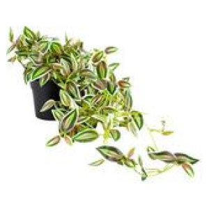 72Cm Verigated Weeper Hanging Artificial Plant Green