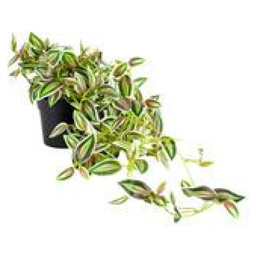 72Cm Verigated Weeper Hanging Artificial Plant Green