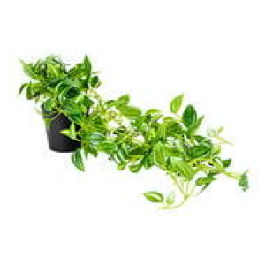 72Cm Weeper Hanging Artificial Plant Green
