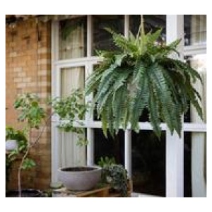 88Cm Boston Fern Hanging Artificial Plant Green Large