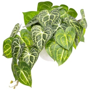 Green Caladium Bush 46cm Artificial Faux Plant Decorative In Pot